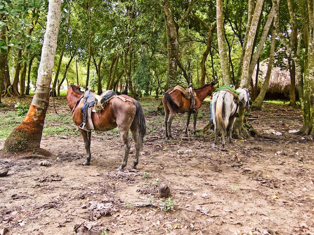 Parque Natural de Santa Marta, Colômbia