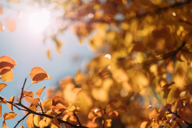 Parque natural de otoño Primer plano de ramas de árboles con hojas amarillas sobre cielo azul desenfocado Fondo de otoño