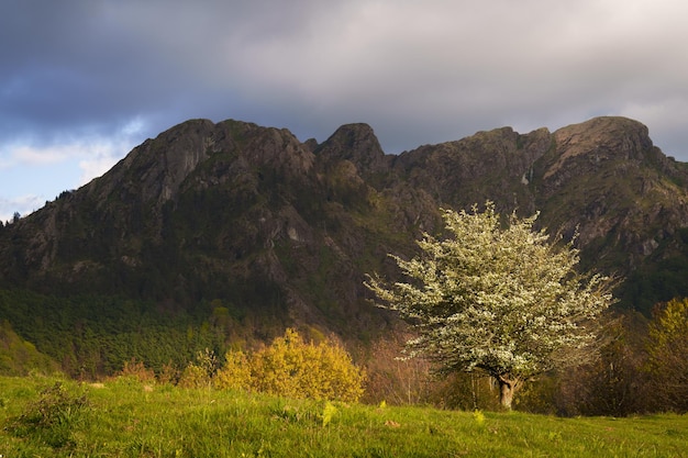 Foto parque natural de penas de aia árbol en flor en el parque natural de aiako harriak euskadi