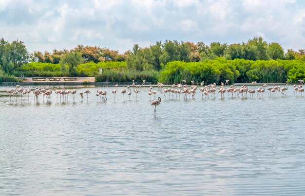 Parque Natural Regional da Camargue