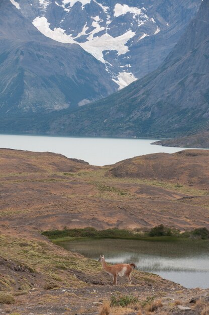 Parque Natural Torres del Paine Chile Patagonia