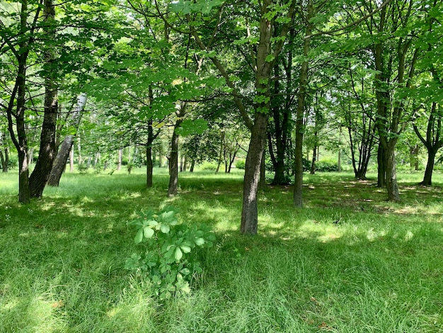 Parque natural verde y soleado entre los árboles.