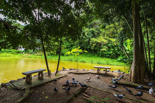 El parque natural de Wat Umong Suan Puthanatham es un templo budista que es una importante atracción turística con naturaleza de bosque verde en Chiang MaiThailand