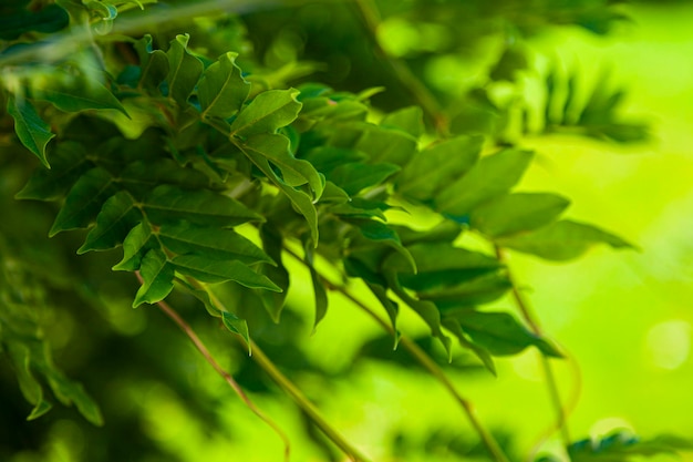 Parque no verão. Folhas verdes de acácia fecham.