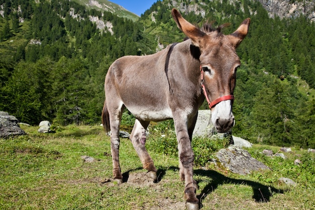 Parque Orsiera, Região de Piemonte, Itália: um burro livre no parque