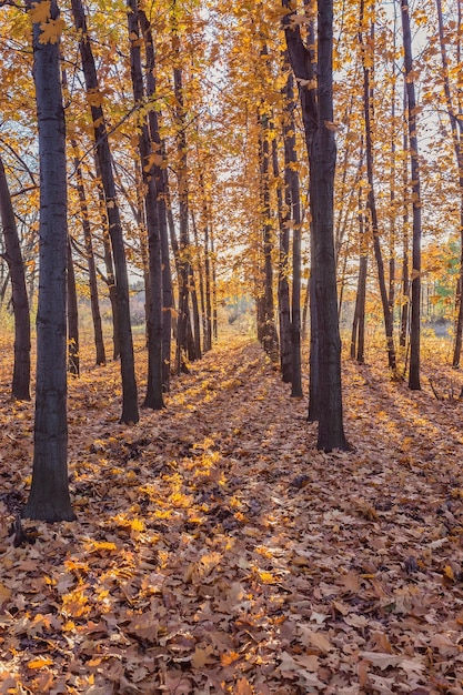 Parque otoñal Árboles y hojas de otoño