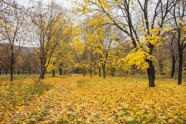 Parque otoñal Árboles y hojas de otoño