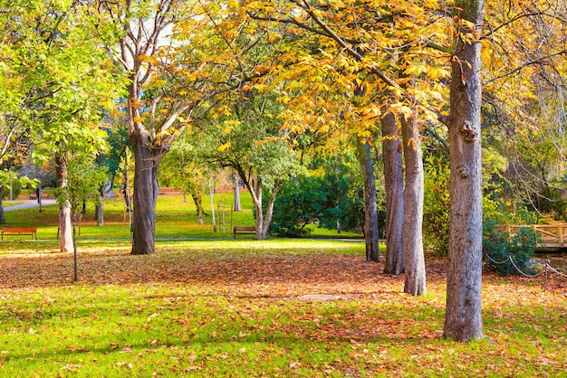 Parque de otoño ajardinado con árboles amarillos y césped verde cubierto de hojas caídas