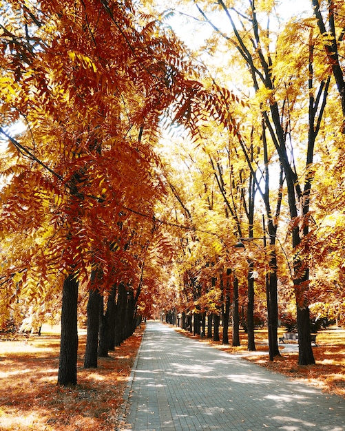 Parque de otoño, árboles amarillos y un camino.