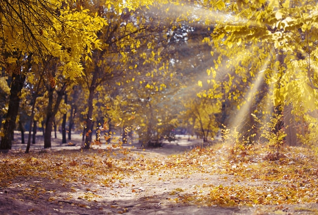 Parque de otoño con árboles y arbustos, hojas amarillas en el suelo. El camino conduce a la distancia