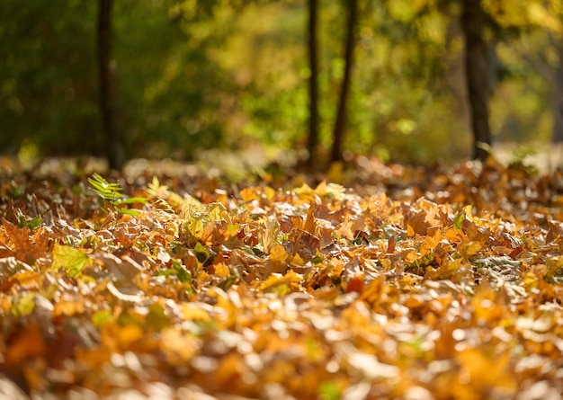 Parque de otoño con árboles y arbustos hojas amarillas en el suelo y en las ramas Escena idílica