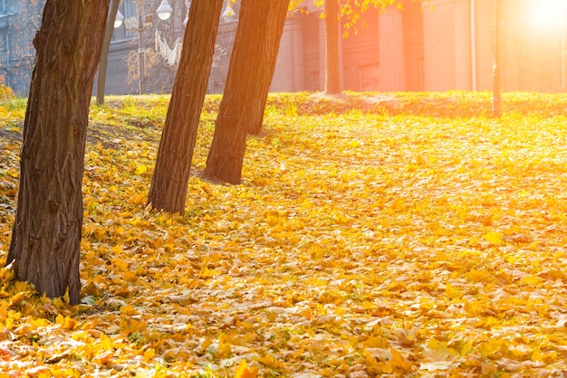 Parque de otoño con árboles y hojas caídas de naranja.