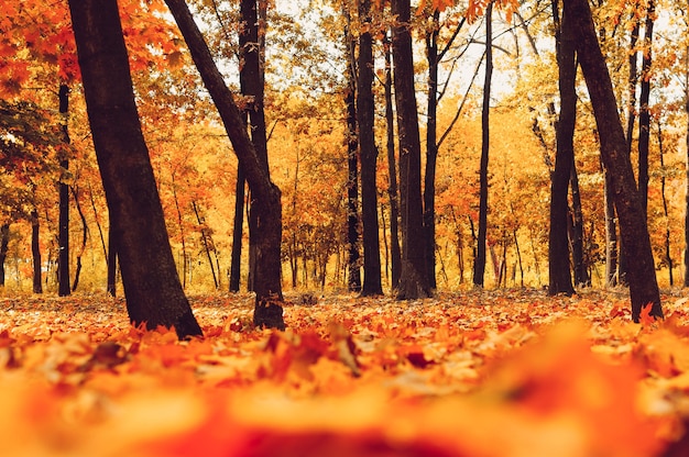 Parque de otoño de árboles y hojas de otoño caídas en el suelo en el parque en un soleado día de octubre.