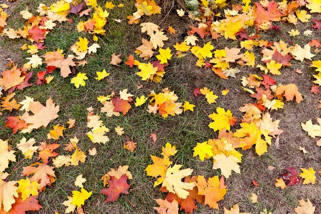 Parque en otoño árboles que crecen en el parque.