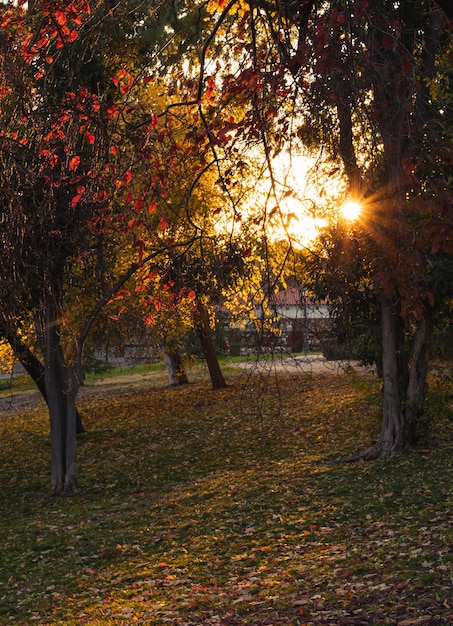 Parque en otoño con un cálido atardecer