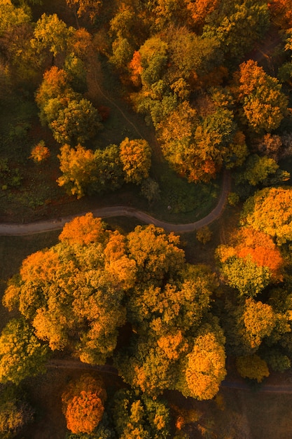 Parque de otoño con callejón vista aérea drone. Colorido paisaje de otoño