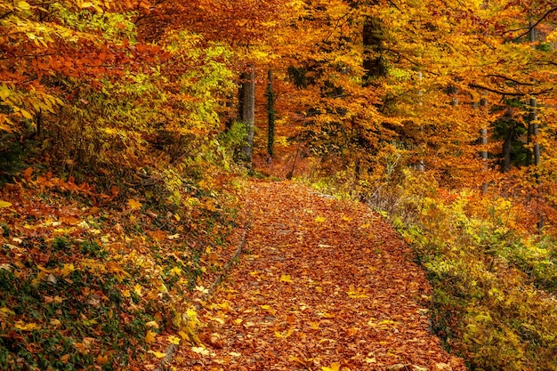 Parque de otoño con camino y hojas.