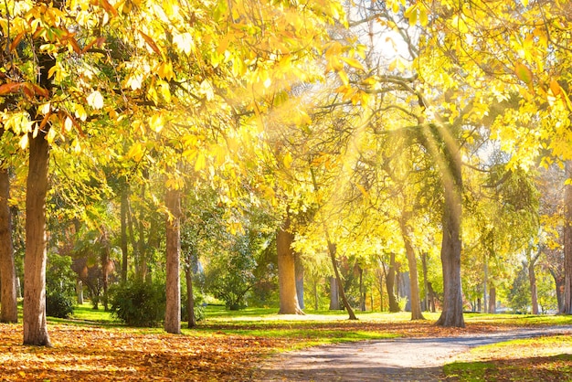 Parque de otoño con castaños amarillos en un día soleado