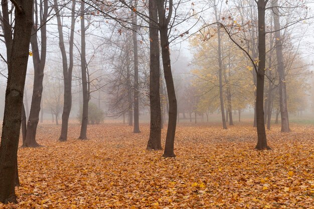 Parque de otoño clima frío de otoño con hojas que caen parte de las cuales se oscurece, mañana brumosa