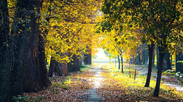 Parque de otoño en un día soleado. Hojas caídas en el callejón del parque viejo en los rayos del sol