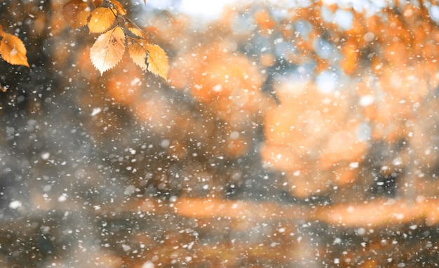 Parque de otoño en los días de la primera nevada