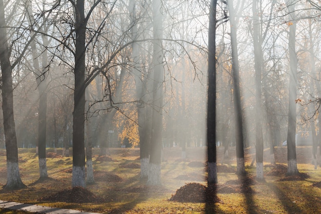 Parque de otoño donde se queman las hojas. Contaminación por hidrocarburos