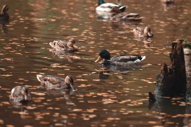 Foto en el parque de otoño, el drake nada en el lago, rodeado de patos.