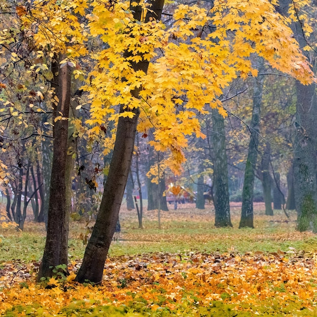 Parque de otoño con hojas amarillas en los árboles, hojas caídas en el suelo cerca de los árboles