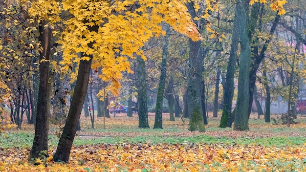Parque de otoño con hojas amarillas caídas cerca del árbol.