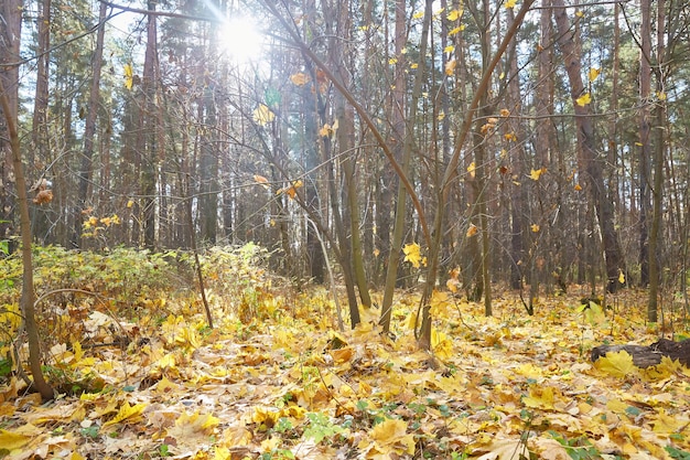 Parque de otoño con hojas de arce amarillas en el suelo.