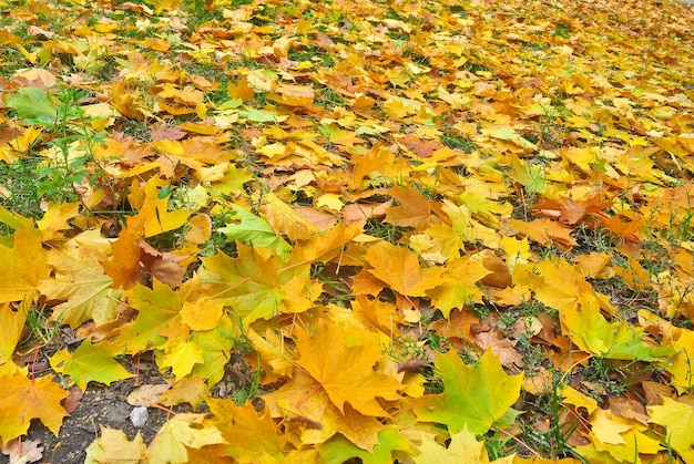 Parque de otoño en hojas caídas