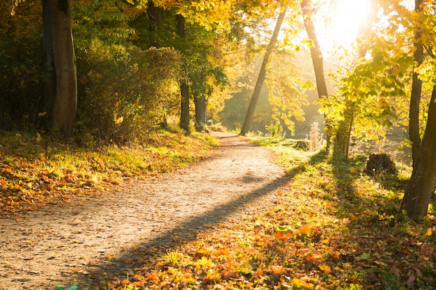 Parque de otoño en la luz del atardecer