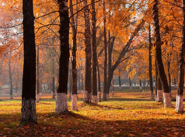 Parque de otoño con luz solar