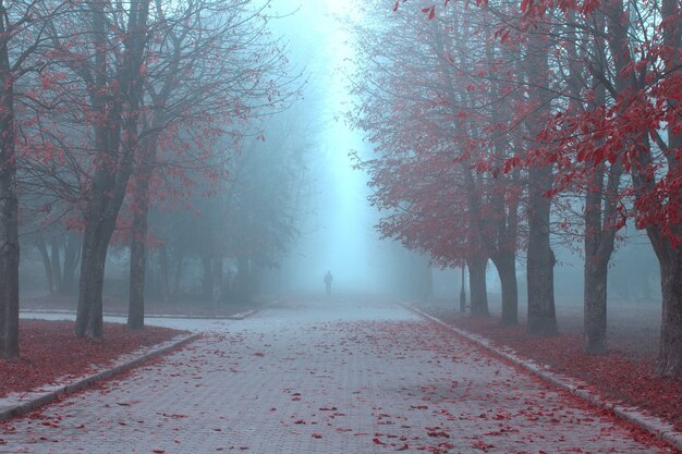 Parque de otoño en la niebla