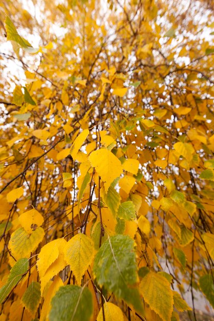 Parque de otoño nublado