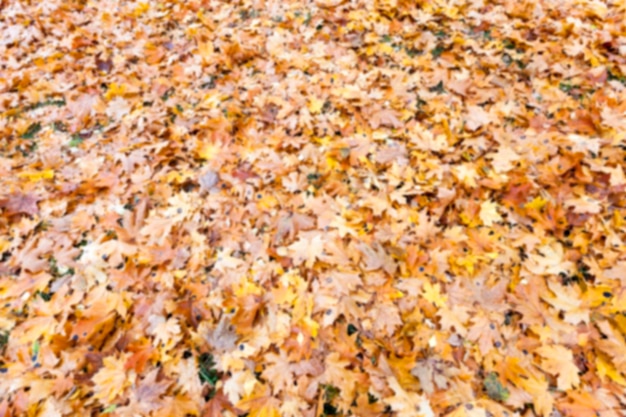 Parque de otoño nublado