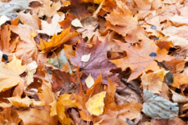 Parque de otoño nublado