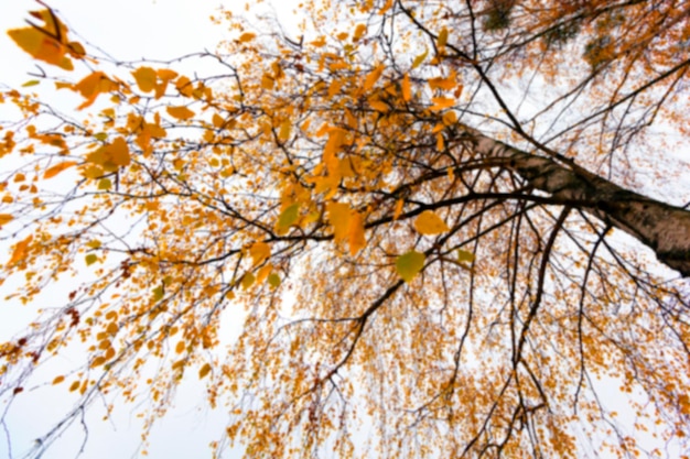 Parque de otoño nublado