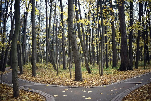 parque de otoño en el paisaje de fondo de la ciudad, vista abstracta de otoño