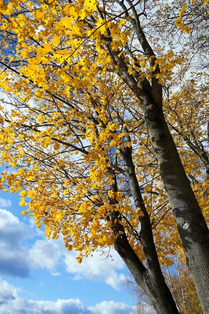 Parque en otoño