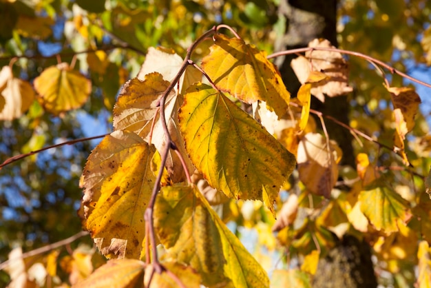 Parque en otoño