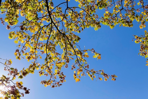 Parque en otoño