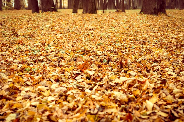 Parque ou floresta da cidade no outono, árvores caídas e folhagem amarela laranja caída no chão