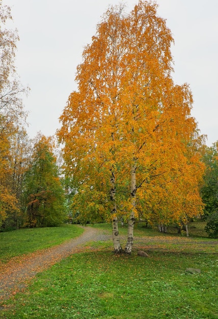 Parque outonal Outono árvores e folhas caem