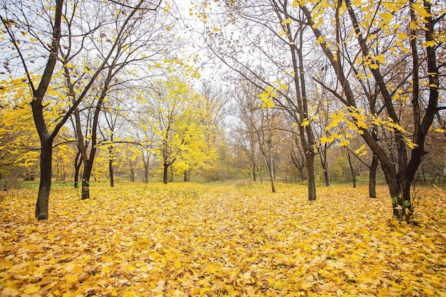 Parque outonal Árvores e folhas de outono