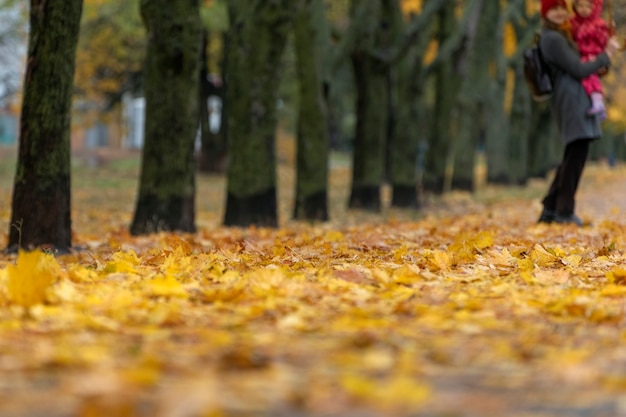 Parque Outono com folhas amarelas caídas. Caminhando no parque no outono. Fundo desfocado