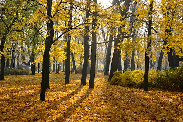 Parque outono com folhas caídas no jardim Mikhailovsky