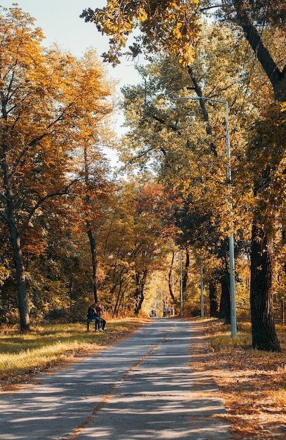 Parque outono e árvores amarelas. estrada para a distância.