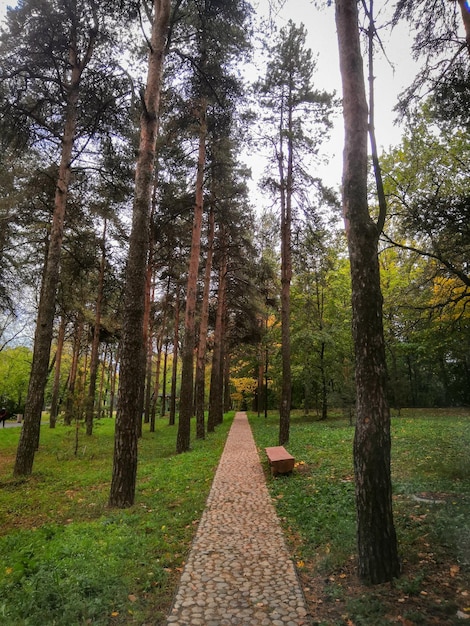 Parque Outono. Folhas amarelas, árvores, caminho de pedra. Grama verde. Caminhe ao ar livre. Pinheiro alto.