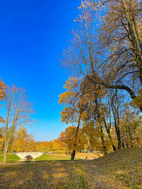 Parque paisagem de outono Becos do parque Um passeio no parque Um artigo sobre o outono